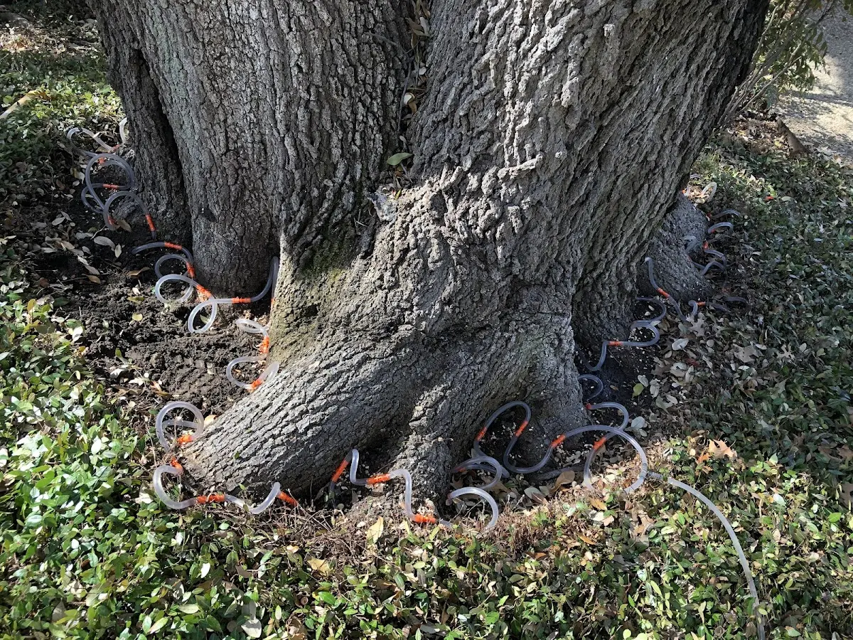 Detailed Tree Cabling and Bracing job site in San Fidel