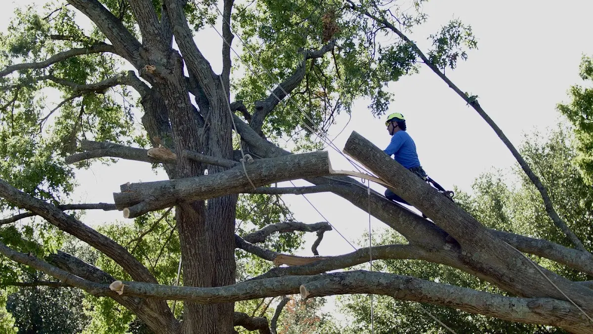 Professional Crown Thinning performed by certified arborists in San Fidel