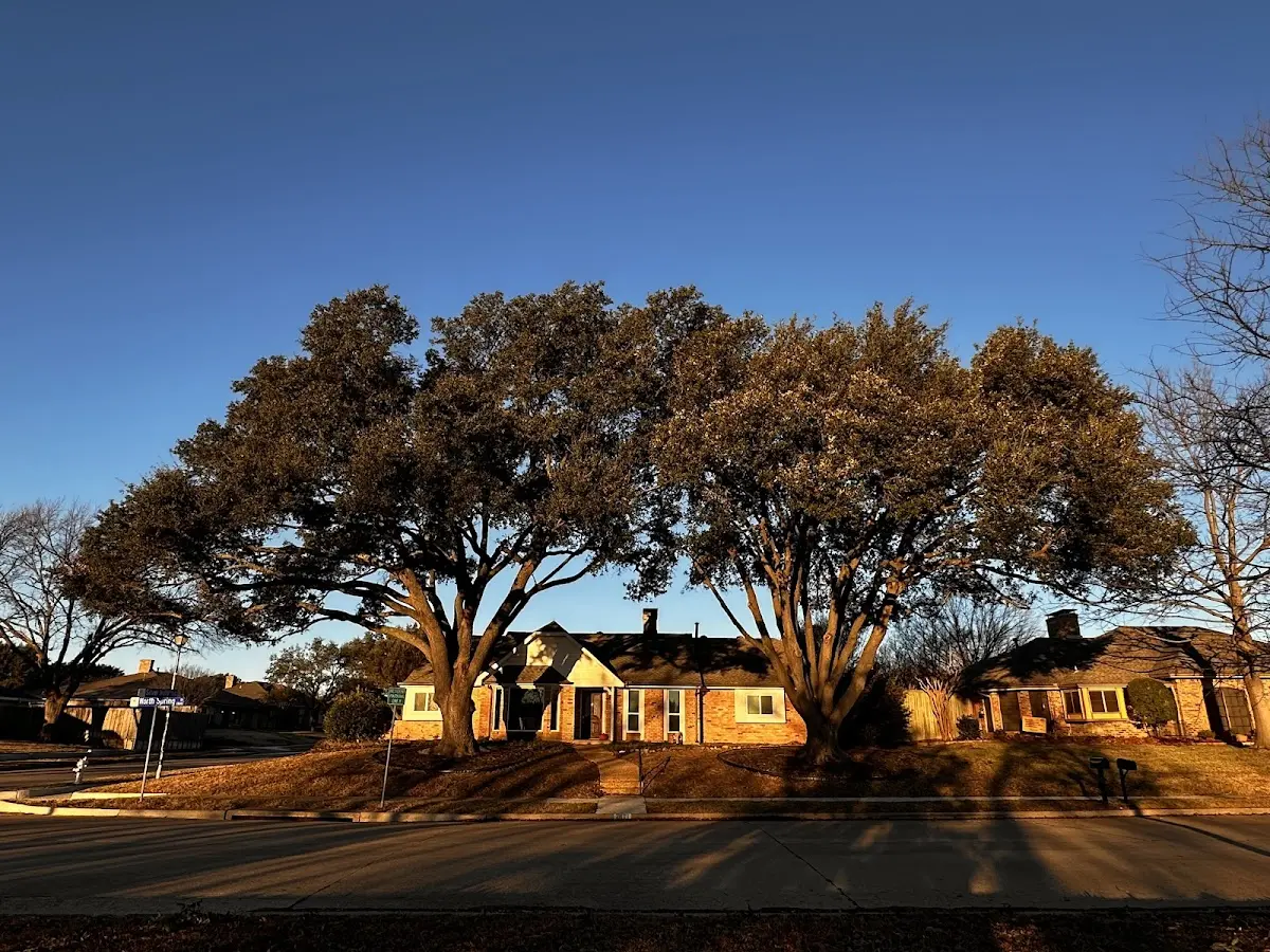 Established residential canopy tree shading a home in San Fidel